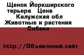 Щенок Йоркширского терьера › Цена ­ 8 000 - Калужская обл. Животные и растения » Собаки   